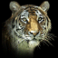 tigre