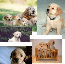 labrador