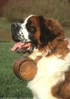 st bernard