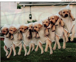 labrador