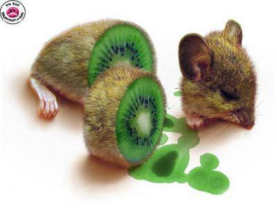 kiwi