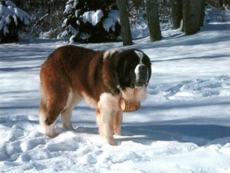 st-bernard